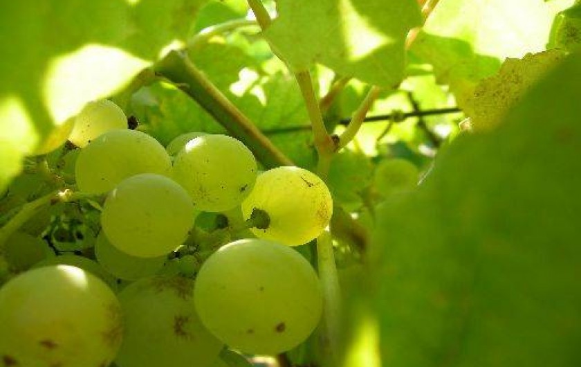 Location de vacances - Gîte à Barbentane