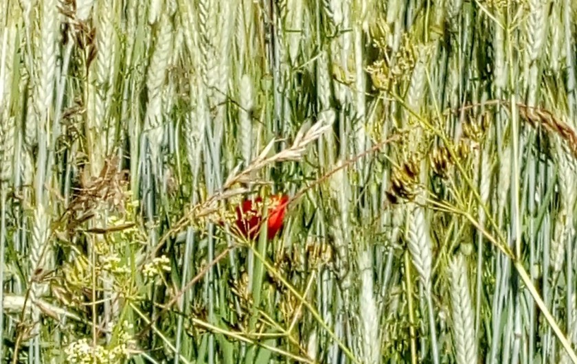 Location de vacances - Appartement à Villard-de-Lans