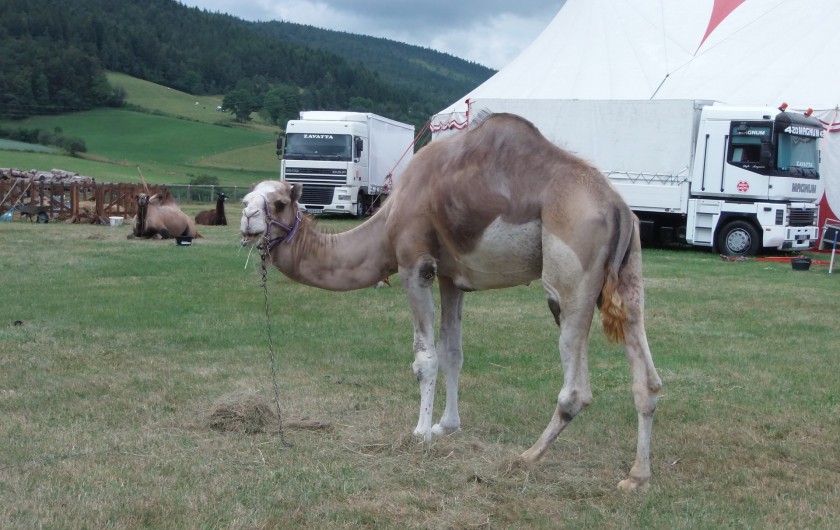 Location de vacances - Appartement à Villard-de-Lans