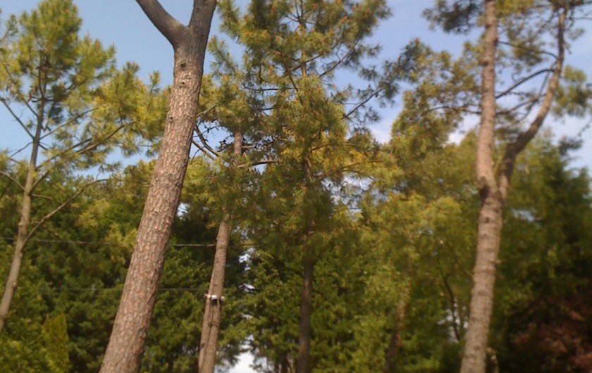 Location de vacances - Villa à Le Touquet-Paris-Plage