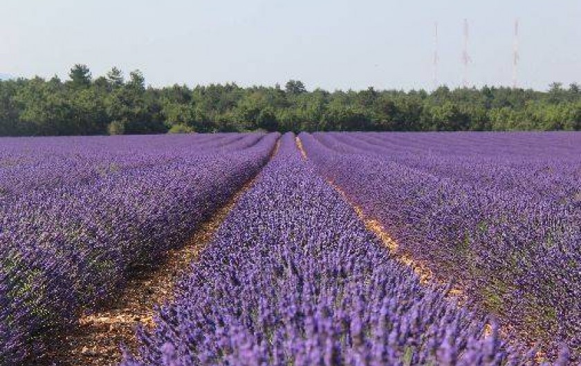 Location de vacances - Gîte à Moustiers-Sainte-Marie
