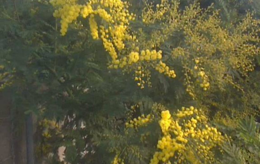 Location de vacances - Appartement à Toulon - MIMOSA