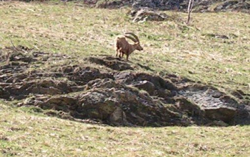 Location de vacances - Gîte à Champagny-en-Vanoise
