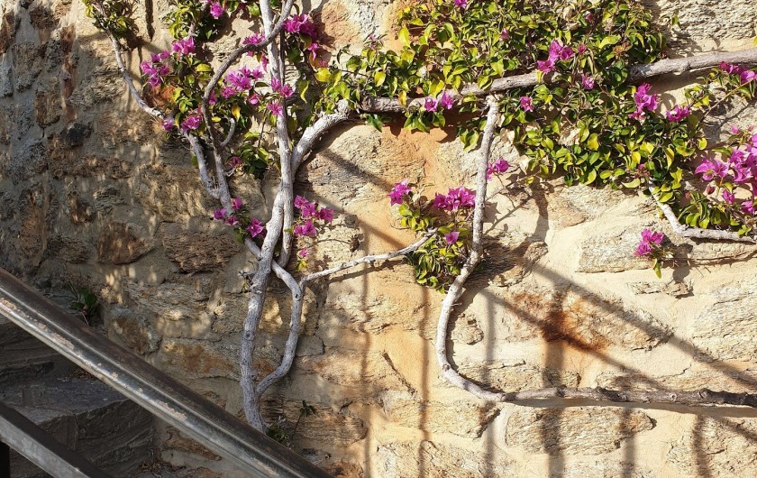 Location de vacances - Studio à Le Lavandou - Bougainvillier