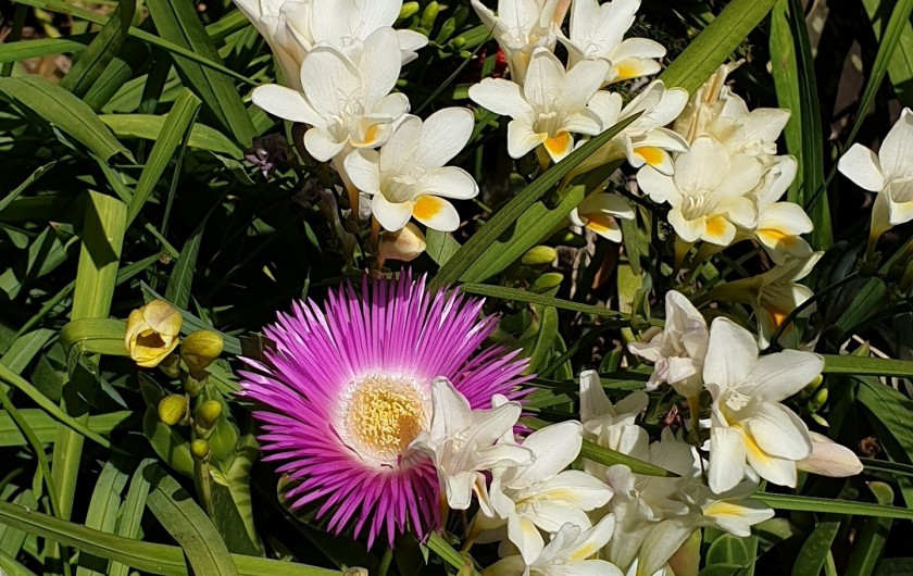 Location de vacances - Studio à Le Lavandou - fleurs de printemps