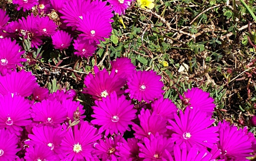 Location de vacances - Studio à Le Lavandou