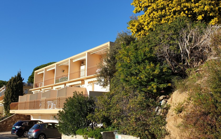 Location de vacances - Studio à Le Lavandou - Mimosas de janvier à mars