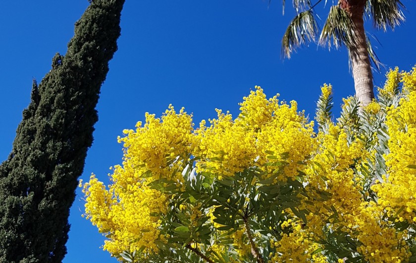 Location de vacances - Studio à Le Lavandou
