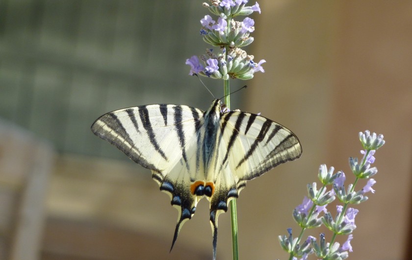 Location de vacances - Gîte à Rognes
