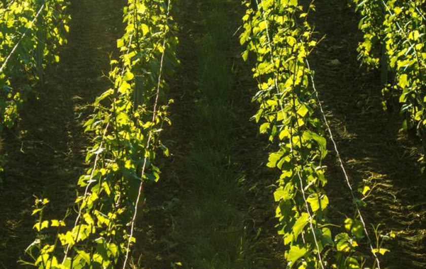 Location de vacances - Gîte à Essômes-sur-Marne