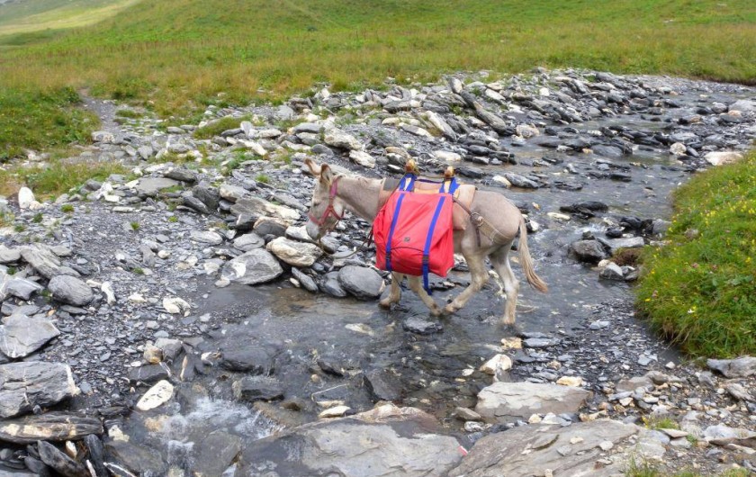 Location de vacances - Camping à Sorède - Randonnée avec un âne