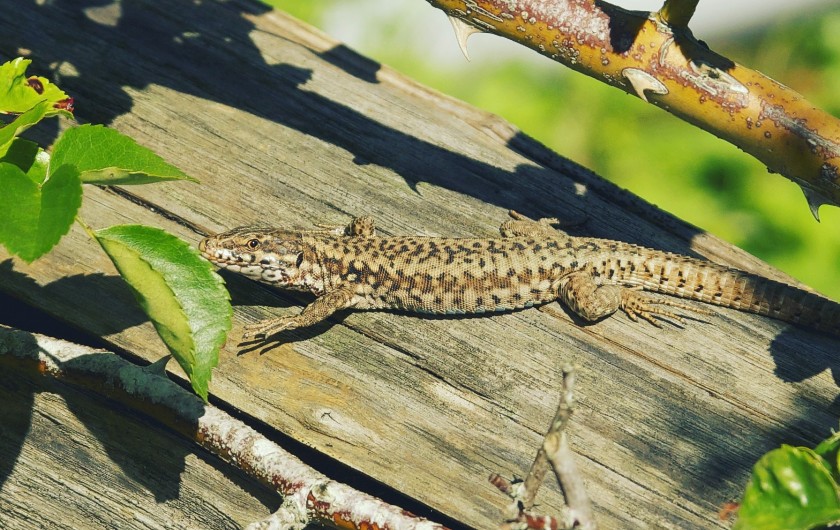 Location de vacances - Villa à Saint-Cernin de Reilhac