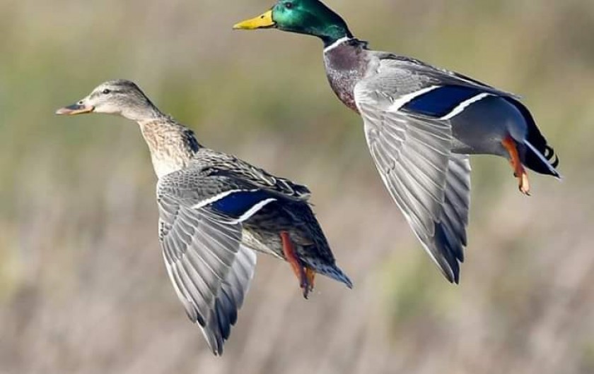 Location de vacances - Villa à Saint-Cernin de Reilhac