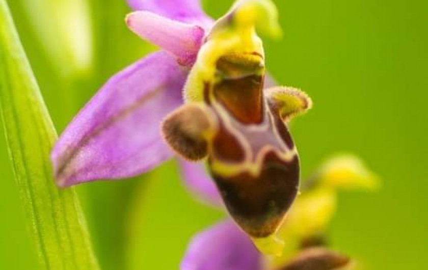 Location de vacances - Villa à Saint-Cernin de Reilhac