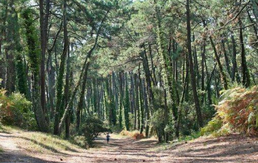 Location de vacances - Appartement à Anglet