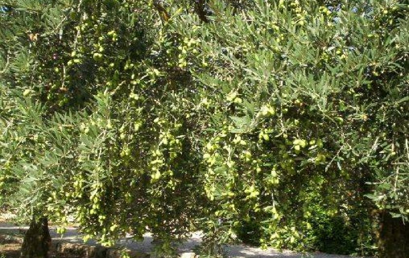 Location de vacances - Gîte à Saint-Séries