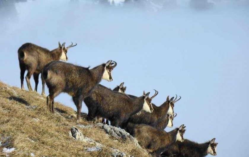 Location de vacances - Gîte à La Garde