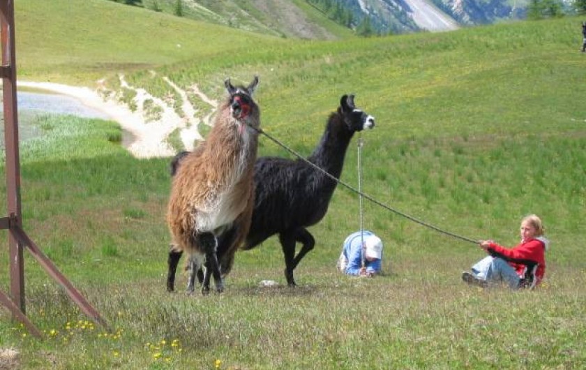 Nos lamas : compagnons infatigables de vos plus belle randonnées ...