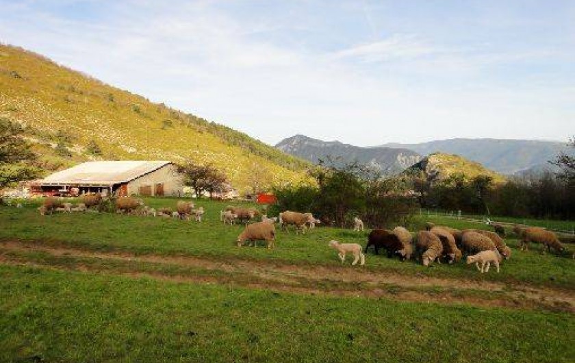 Location de vacances - Gîte à Castellet-lès-Sausses