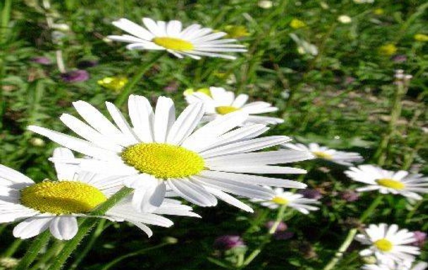 Location de vacances - Gîte à Hostiaz