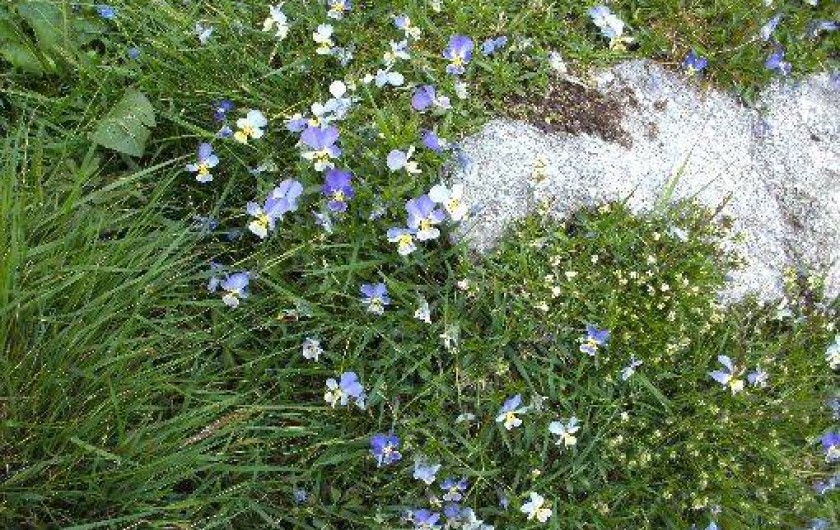 Location de vacances - Gîte à Orbey