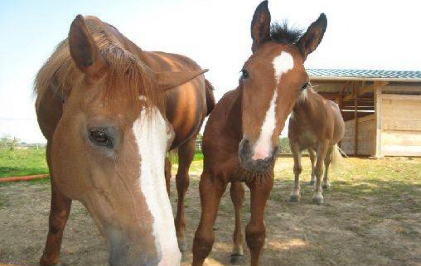 Location de vacances - Gîte à Romenay