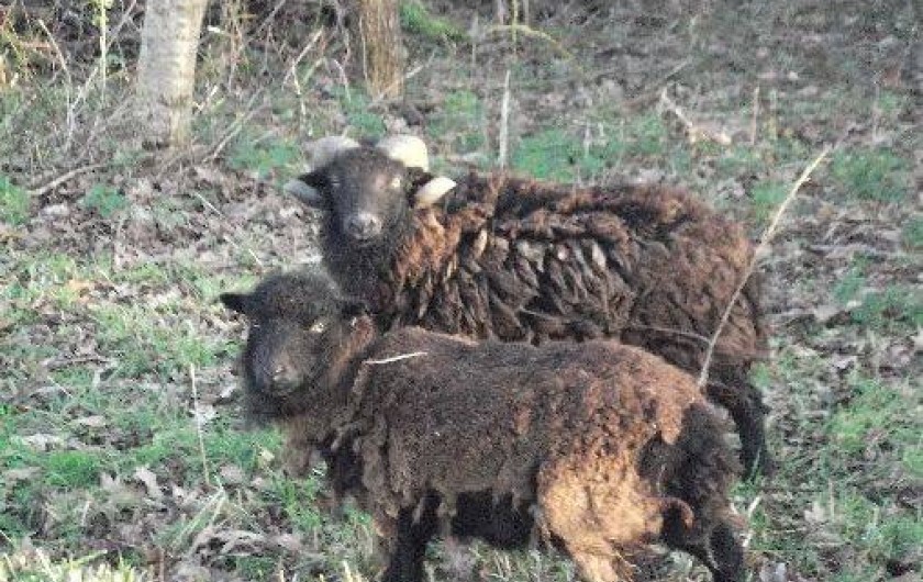 Location de vacances - Gîte à Plonéour-Lanvern