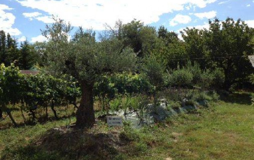 Location de vacances - Villa à Avignon