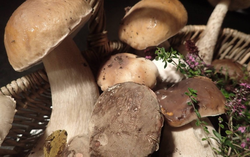 Location de vacances - Gîte à Saint-Hilaire-les-Courbes - Cherchez les champignons en automme...