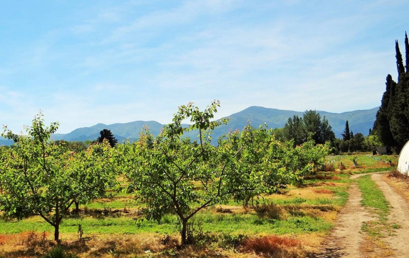 Location de vacances - Chambre d'hôtes à Ortaffa - Photos du verger d'abricotier
