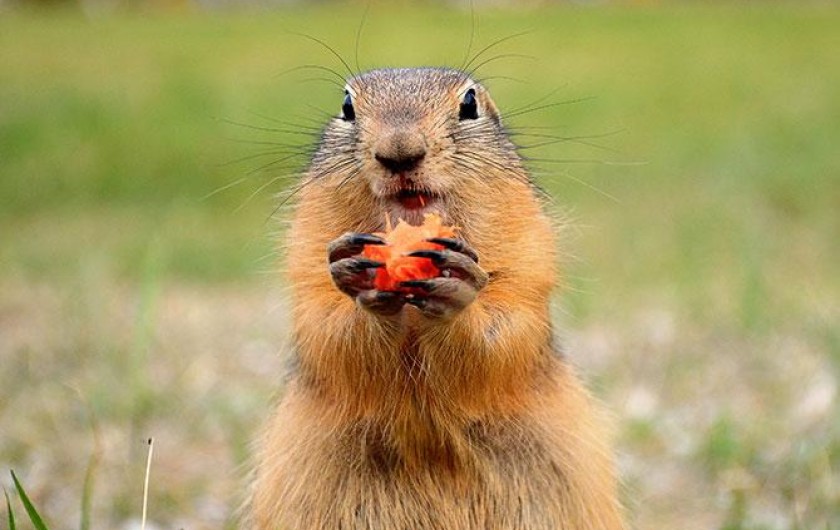 Location de vacances - Villa à Pierre-Châtel - Marmotte de nos montagnes