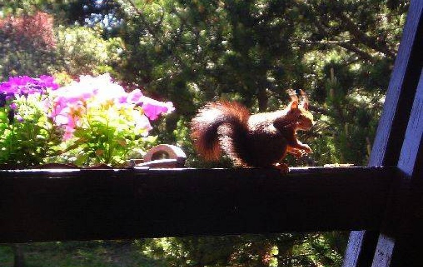 Location de vacances - Chalet à Font-Romeu-Odeillo-Via