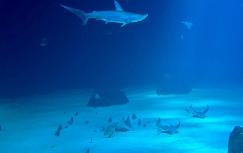 Location de vacances - Appartement à Wimereux - Nausicaa Boulogne à 15 minutes de l'appartement à découvrir