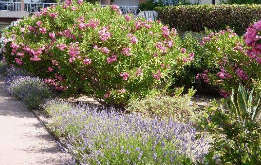 Location de vacances - Appartement à Fréjus