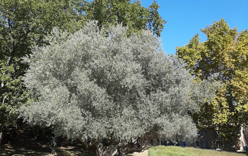 Location de vacances - Mas à Saint-Restitut - Un bel olivier protège la piscine