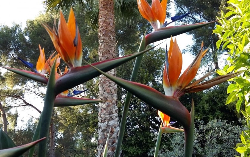 Location de vacances - Appartement à Saint-Cyr-sur-Mer