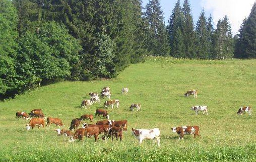 Location de vacances - Appartement à Les Gets