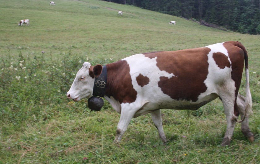Location de vacances - Appartement à Les Gets