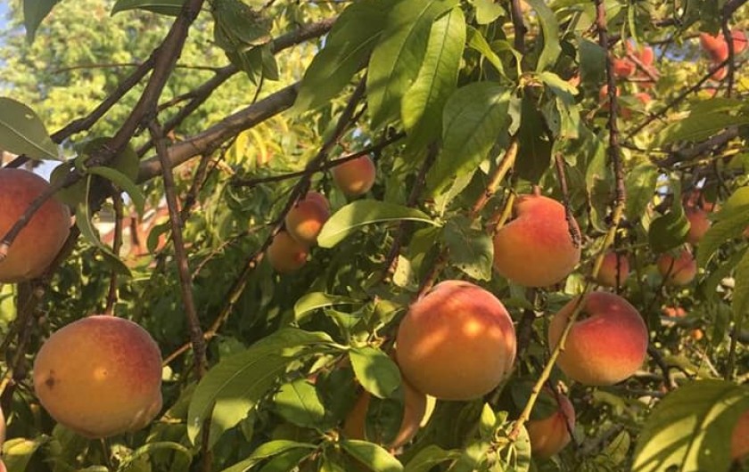 Location de vacances - Gîte à Brugnac