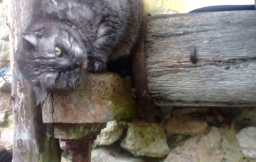 Location de vacances - Gîte à Brugnac