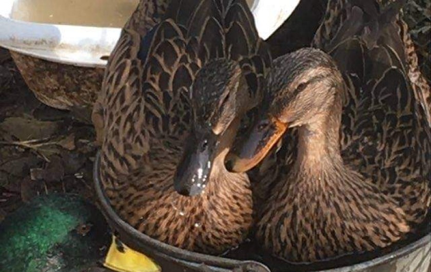 Location de vacances - Gîte à Brugnac