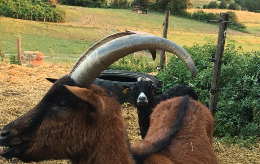 Location de vacances - Gîte à Brugnac
