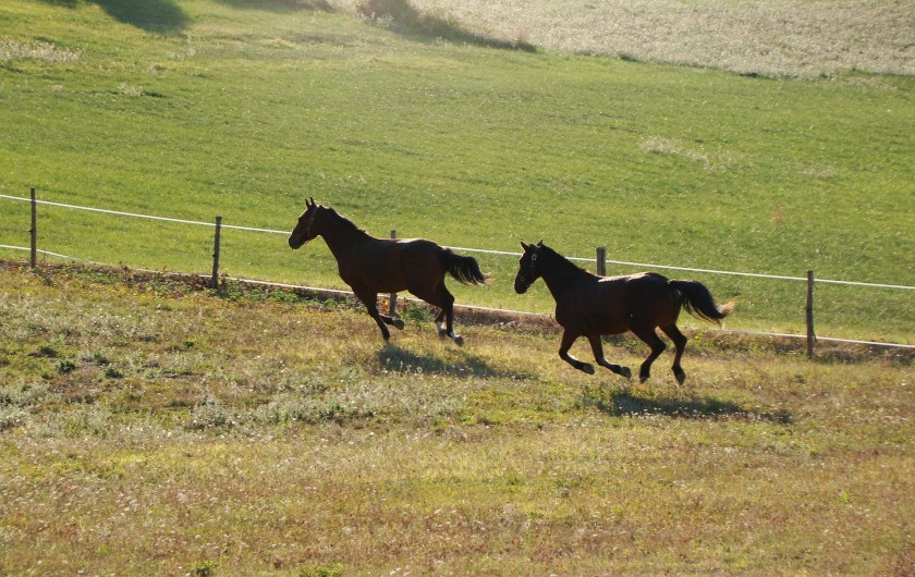 Location de vacances - Gîte à Brugnac