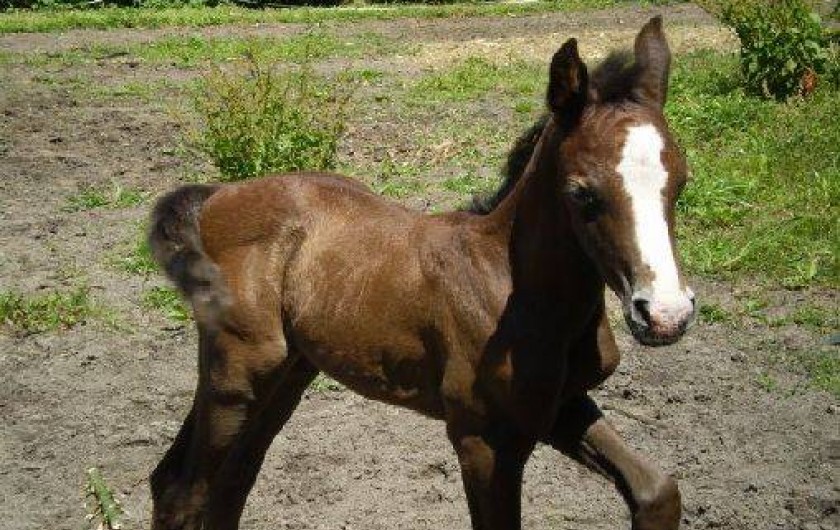 Location de vacances - Villa à Mimizan