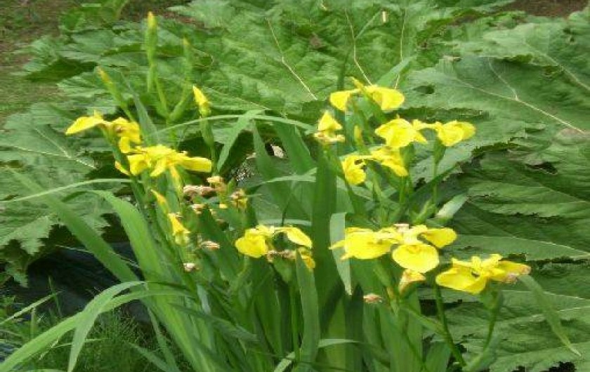 Location de vacances - Appartement à Cancale