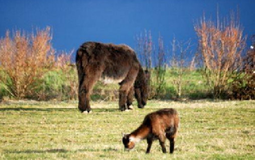 Location de vacances - Gîte à Saint-Malo