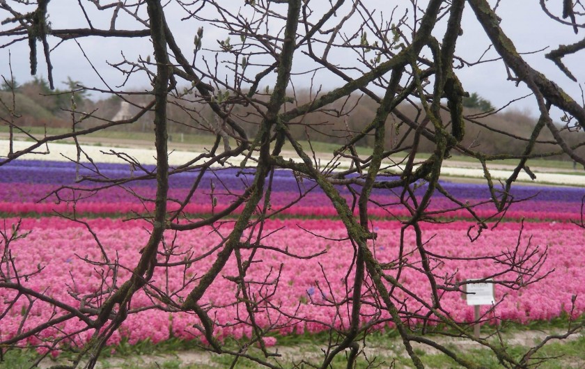 Location de vacances - Villa à Île-Tudy - Champs de fleurs à perte de vue