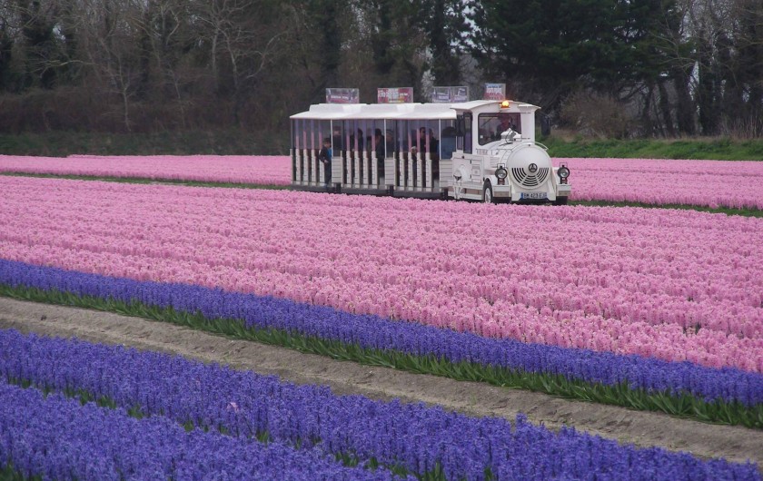 Location de vacances - Villa à Île-Tudy - Le petit train dans un champ de fleurs