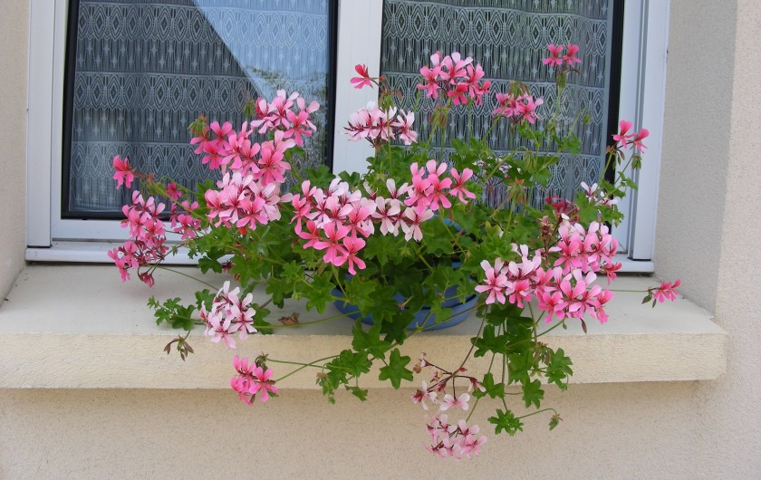 Location de vacances - Villa à Île-Tudy