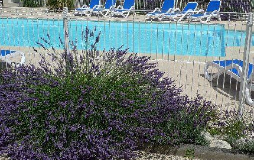 Location de vacances - Maison - Villa à Sainte-Marie-de-Ré - une partie de la piscine et les lavandes